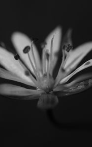 Preview wallpaper stellaria graminea, flower, petals, macro, bw
