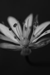 Preview wallpaper stellaria graminea, flower, petals, macro, bw