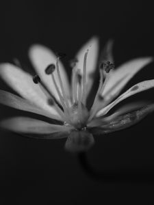 Preview wallpaper stellaria graminea, flower, petals, macro, bw