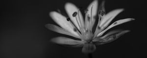 Preview wallpaper stellaria graminea, flower, petals, macro, bw