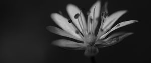 Preview wallpaper stellaria graminea, flower, petals, macro, bw