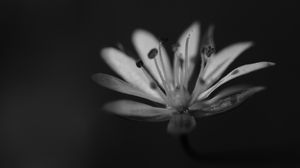 Preview wallpaper stellaria graminea, flower, petals, macro, bw