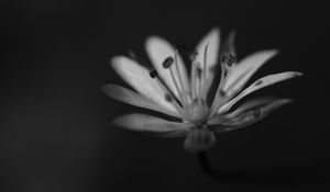 Preview wallpaper stellaria graminea, flower, petals, macro, bw