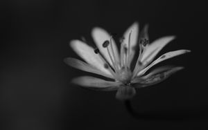 Preview wallpaper stellaria graminea, flower, petals, macro, bw