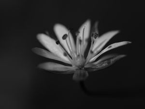 Preview wallpaper stellaria graminea, flower, petals, macro, bw