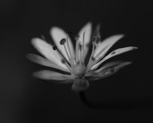 Preview wallpaper stellaria graminea, flower, petals, macro, bw