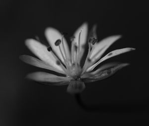 Preview wallpaper stellaria graminea, flower, petals, macro, bw