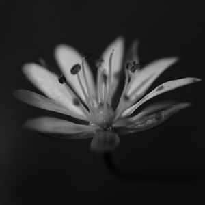 Preview wallpaper stellaria graminea, flower, petals, macro, bw