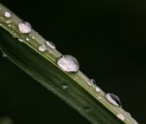 Preview wallpaper stem, drops, leaves, macro