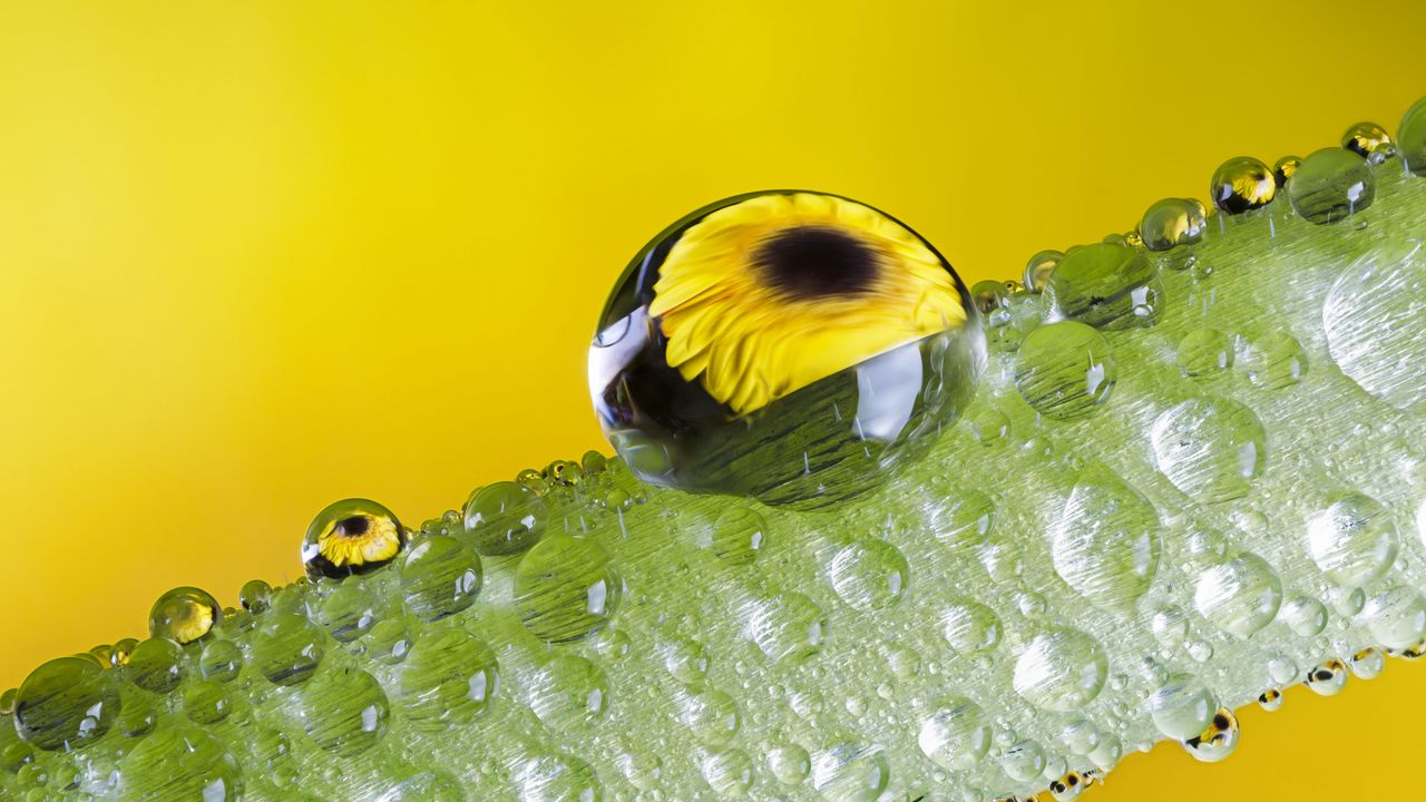 Wallpaper stem, drops, water, flower, reflection, macro