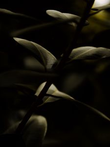 Preview wallpaper stem, leaves, macro, green, dark