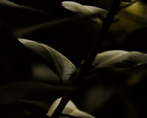 Preview wallpaper stem, leaves, macro, green, dark