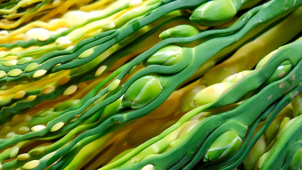 Wallpaper stems, close-up, areca palm