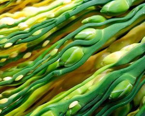 Preview wallpaper stems, close-up, areca palm