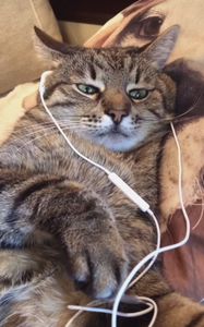 Preview wallpaper stepan, cat stepan, headphones, music, pet, funny