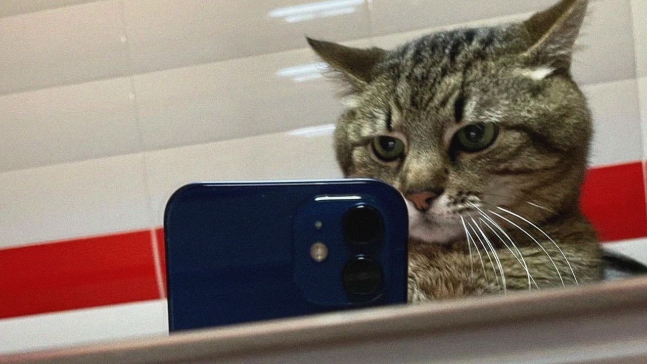 Wallpaper stepan, cat stepan, selfie, phone, mirror