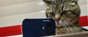 Preview wallpaper stepan, cat stepan, selfie, phone, mirror
