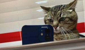 Preview wallpaper stepan, cat stepan, selfie, phone, mirror