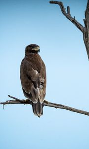 Preview wallpaper steppe eagle, bird, sky, branch