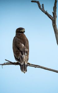 Preview wallpaper steppe eagle, bird, sky, branch