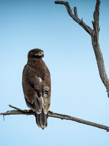 Preview wallpaper steppe eagle, bird, sky, branch