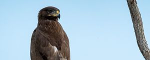 Preview wallpaper steppe eagle, bird, sky, branch