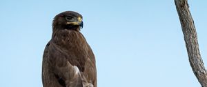 Preview wallpaper steppe eagle, bird, sky, branch