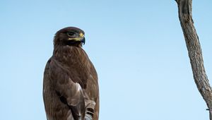 Preview wallpaper steppe eagle, bird, sky, branch