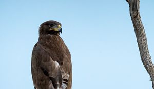 Preview wallpaper steppe eagle, bird, sky, branch