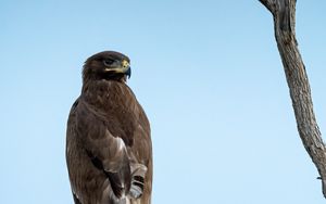 Preview wallpaper steppe eagle, bird, sky, branch