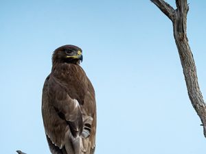 Preview wallpaper steppe eagle, bird, sky, branch