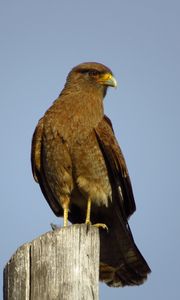 Preview wallpaper steppe eagle, eagle, bird, predator