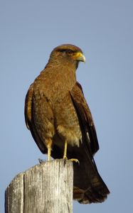 Preview wallpaper steppe eagle, eagle, bird, predator