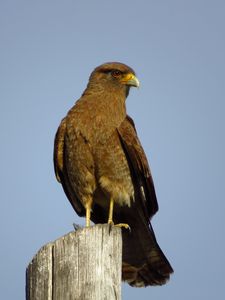 Preview wallpaper steppe eagle, eagle, bird, predator