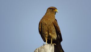 Preview wallpaper steppe eagle, eagle, bird, predator