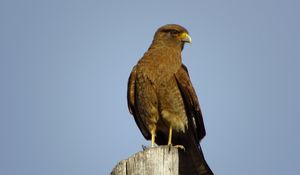 Preview wallpaper steppe eagle, eagle, bird, predator