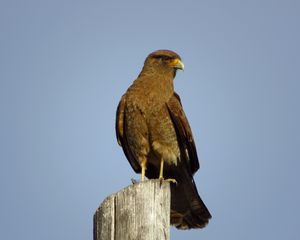 Preview wallpaper steppe eagle, eagle, bird, predator