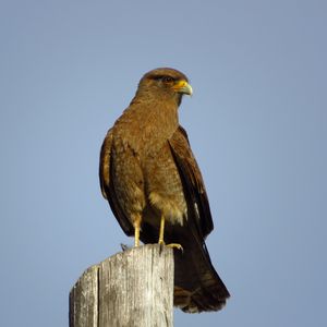 Preview wallpaper steppe eagle, eagle, bird, predator