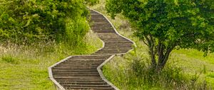 Preview wallpaper steps, wooden, grass, tree