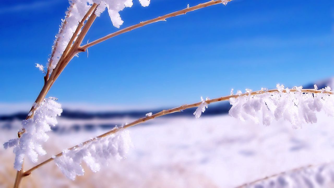 Wallpaper sticks, grass, branches, snow, blue, sky