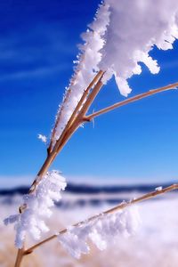 Preview wallpaper sticks, grass, branches, snow, blue, sky
