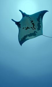 Preview wallpaper stingray, sea, swim, underwater