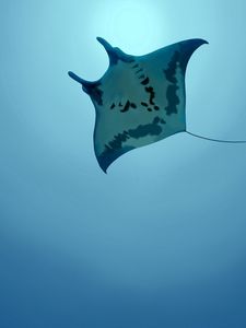 Preview wallpaper stingray, sea, swim, underwater