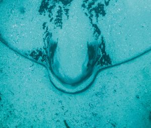 Preview wallpaper stingray, water, underwater, blue