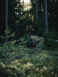 Preview wallpaper stone, branches, dry, grass, nature