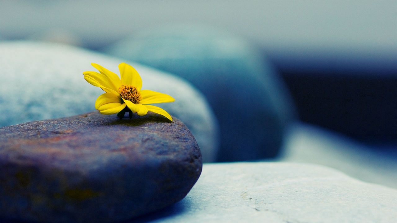 Wallpaper stone, flower, petals, yellow