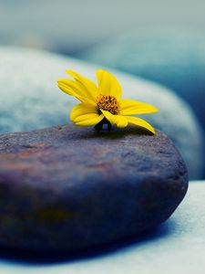 Preview wallpaper stone, flower, petals, yellow