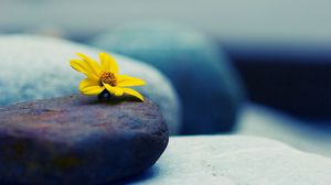 Preview wallpaper stone, flower, petals, yellow