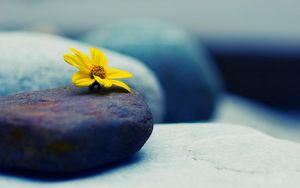 Preview wallpaper stone, flower, petals, yellow
