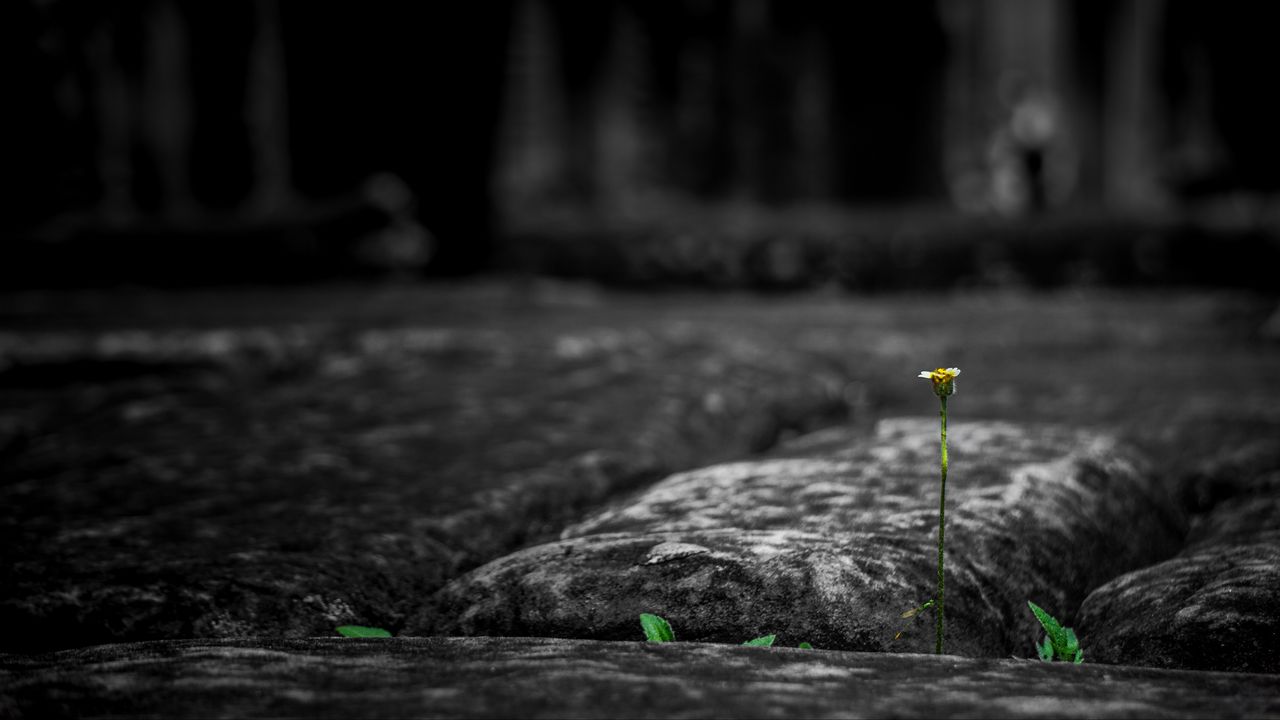 Wallpaper stone, flower, power of nature, germination, energy, strong